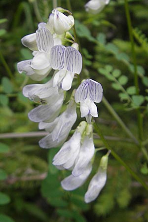 Vicia sylvatica \ Wald-Wicke, A Kärnten, Hochobir 1.7.2010