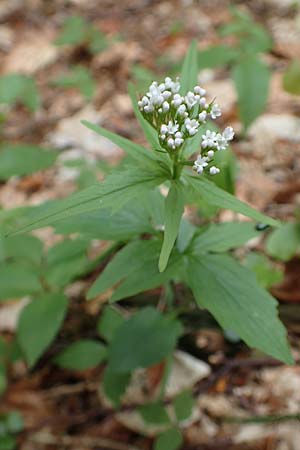 Valeriana tripteris \ Dreiblttriger Baldrian / Three-Leaved Valerian, A Kärnten/Carinthia, Feistritz im Rosental 17.5.2016