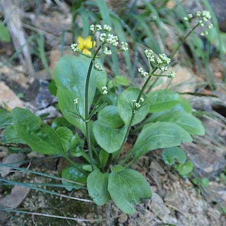 Valeriana saxatilis / Rock Valerian, A Carinthia, Gallizien 18.5.2016