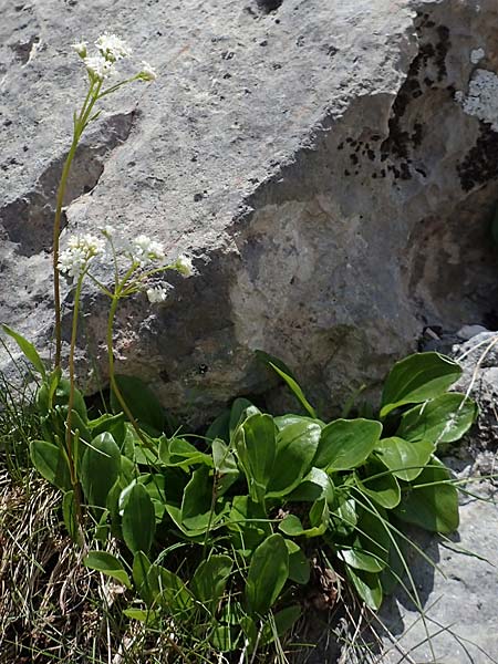 Valeriana saxatilis \ Felsen-Baldrian / Rock Valerian, A Dachstein, Auretskar 7.7.2020
