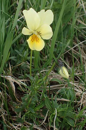 Viola lutea subsp. sudetica / Eastern Yellow Pansy, A Wölzer Tauern, Kleiner Zinken 26.6.2021