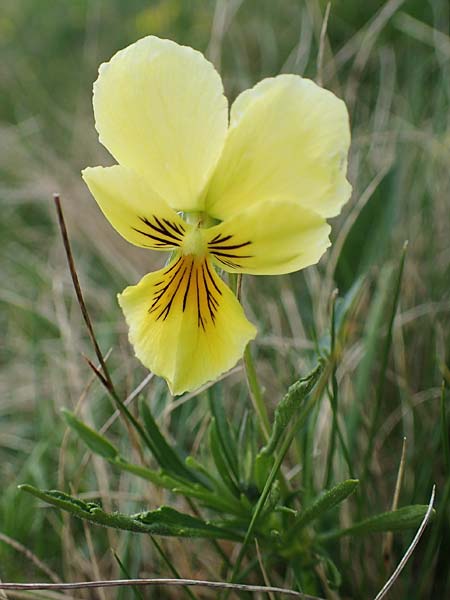 Viola lutea subsp. sudetica / Eastern Yellow Pansy, A Wölzer Tauern, Kleiner Zinken 26.6.2021