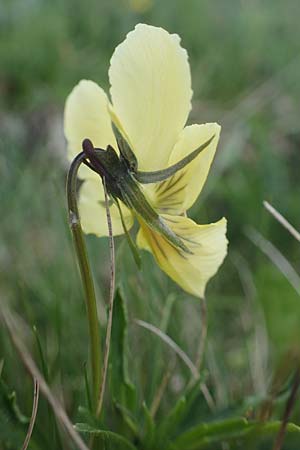 Viola lutea subsp. sudetica / Eastern Yellow Pansy, A Wölzer Tauern, Kleiner Zinken 26.6.2021