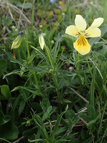 Viola lutea subsp. sudetica / Eastern Yellow Pansy, A Wölzer Tauern, Kleiner Zinken 26.6.2021