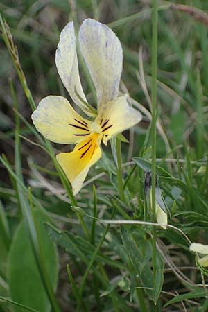 Viola lutea subsp. sudetica / Eastern Yellow Pansy, A Wölzer Tauern, Kleiner Zinken 26.6.2021