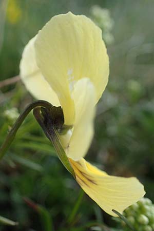 Viola lutea subsp. sudetica / Eastern Yellow Pansy, A Wölzer Tauern, Kleiner Zinken 26.6.2021