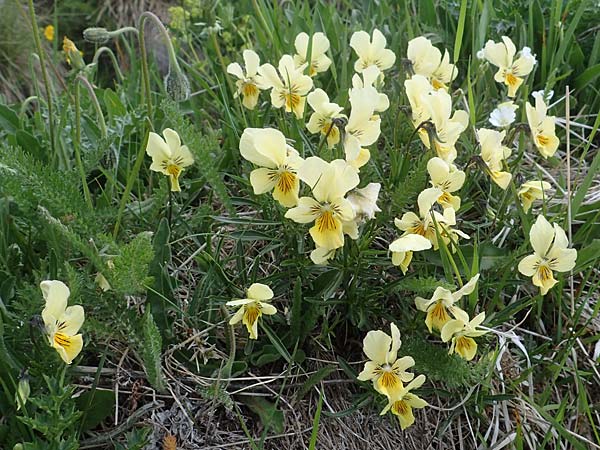 Viola lutea subsp. sudetica / Eastern Yellow Pansy, A Wölzer Tauern, Kleiner Zinken 26.6.2021