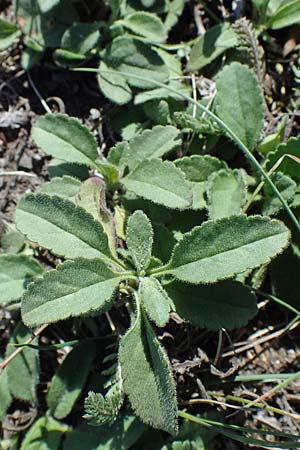 Veronica spicata \ hriger Blauweiderich, hriger Ehrenpreis / Spiked Speedwell, A Seewinkel, Apetlon 23.9.2022