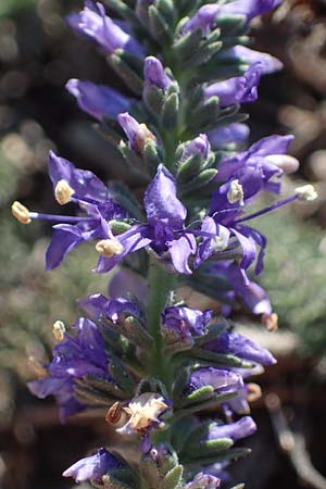 Veronica spicata \ hriger Blauweiderich, hriger Ehrenpreis / Spiked Speedwell, A Seewinkel, Apetlon 23.9.2022