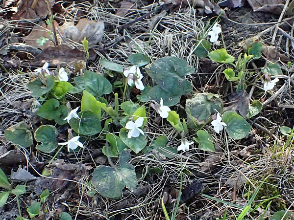 Viola alba subsp. scotophylla \ Lilasporniges Wei-Veilchen / Dark-Leaved White Violet, A Niederhollabrunn 6.3.2024