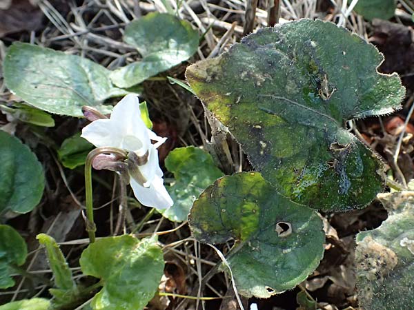 Viola alba subsp. scotophylla \ Lilasporniges Wei-Veilchen / Dark-Leaved White Violet, A Niederhollabrunn 6.3.2024