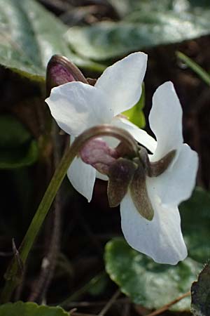 Viola alba subsp. scotophylla \ Lilasporniges Wei-Veilchen / Dark-Leaved White Violet, A Niederhollabrunn 6.3.2024