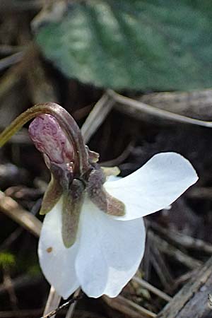 Viola alba subsp. scotophylla \ Lilasporniges Wei-Veilchen, A Niederhollabrunn 6.3.2024