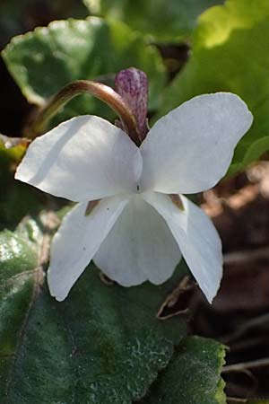 Viola alba subsp. scotophylla \ Lilasporniges Wei-Veilchen, A Niederhollabrunn 6.3.2024