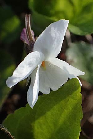 Viola alba subsp. scotophylla / Dark-Leaved White Violet, A Niederhollabrunn 6.3.2024