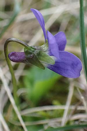 Viola suavis \ Blau-Veilchen, Duftendes Veilchen, A Perchtoldsdorf 7.3.2024