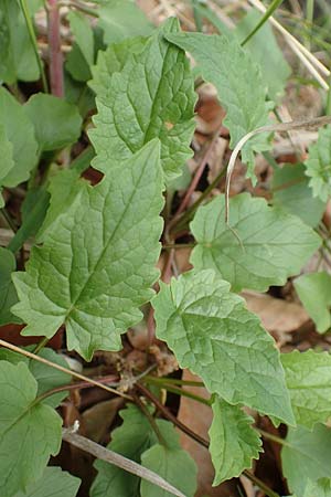 Valeriana tripteris \ Dreiblttriger Baldrian / Three-Leaved Valerian, A Kärnten/Carinthia, St. Paul im Lavanttal 16.5.2016