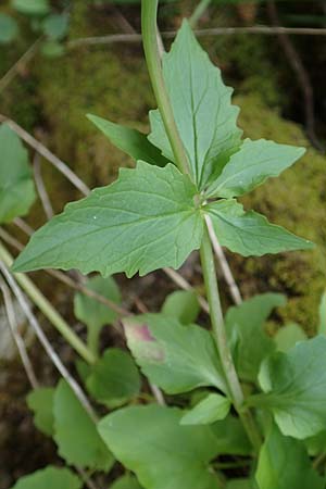 Valeriana tripteris \ Dreiblttriger Baldrian / Three-Leaved Valerian, A Kärnten/Carinthia, St. Paul im Lavanttal 16.5.2016