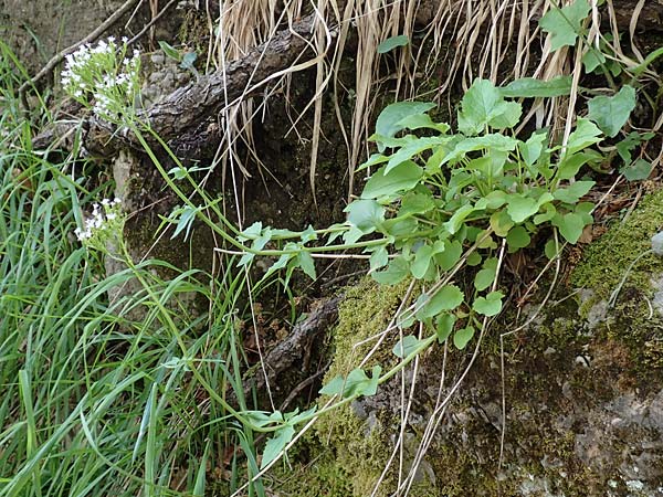 Valeriana tripteris \ Dreiblttriger Baldrian / Three-Leaved Valerian, A Kärnten/Carinthia, St. Paul im Lavanttal 16.5.2016