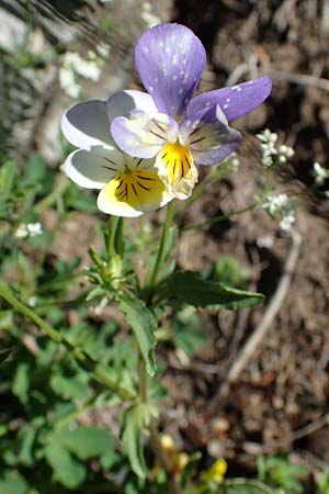 Viola tricolor \ Wildes Stiefmtterchen, A Pölstal-Oberzeiring 26.6.2021