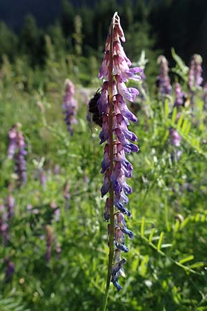 Vicia tenuifolia \ Feinblttrige Wicke, A Ingeringsee 27.7.2021