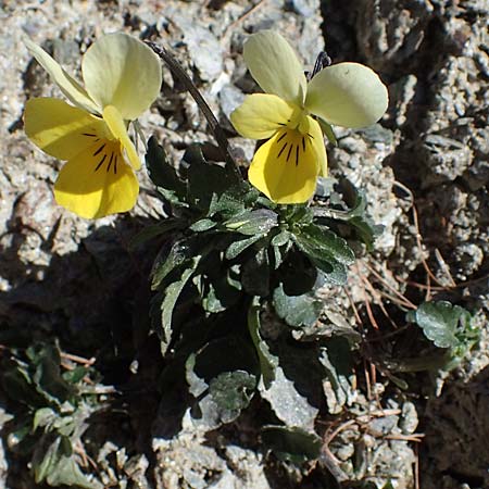 Viola tricolor \ Wildes Stiefmtterchen, A Osttirol, Matrei 5.4.2023