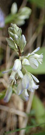 Polygala vulgaris \ Gewhnliche Kreuzblume, Gewhnliches Kreuzblmchen / Common Milkwort, A Kärnten/Carinthia, Trögerner Klamm 18.5.2016