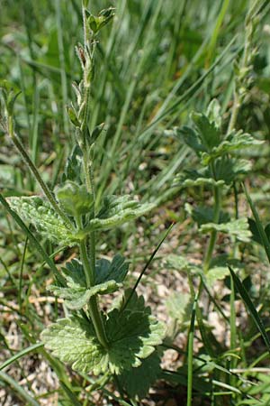 Veronica chamaedrys subsp. vindobonensis \ Wiener Gamander-Ehrenpreis, A Hainburg 14.5.2022