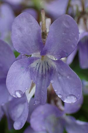 Viola x bavarica / Hybrid Violet, A Wien Höhenstraße 2.4.2023