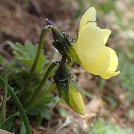 Viola zoysii / Baron de Zoys's Pansy, A Carinthia, Hochstuhl 17.5.2016