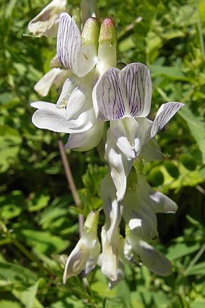 Vicia sylvatica \ Wald-Wicke, A Kärnten, Kleinobir 2.8.2011