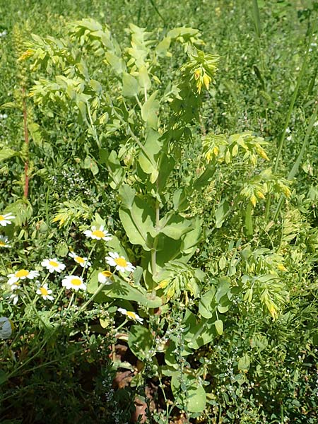 Cerinthe minor \ Kleine Wachsblume / Lesser Honeywort, A Weikersdorf am Steinfeld 2.7.2020