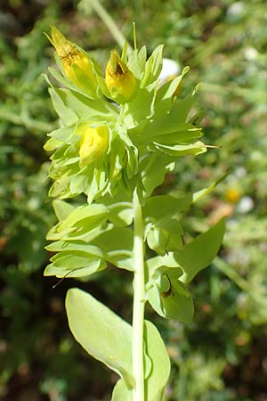 Cerinthe minor \ Kleine Wachsblume / Lesser Honeywort, A Weikersdorf am Steinfeld 2.7.2020