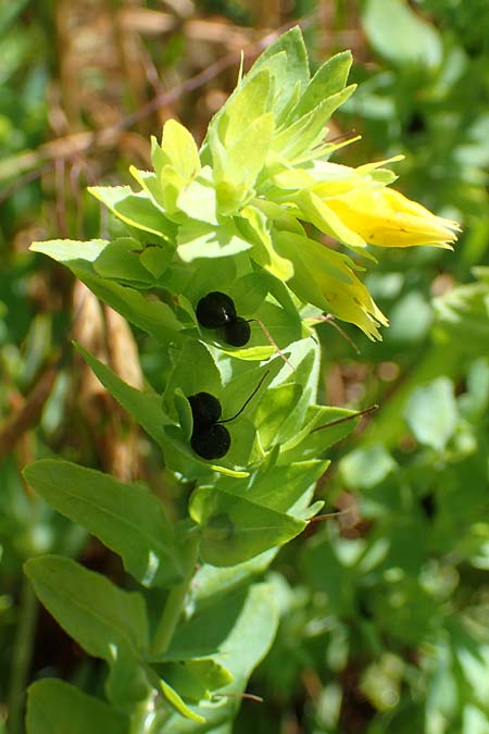 Cerinthe minor \ Kleine Wachsblume / Lesser Honeywort, A Weikersdorf am Steinfeld 2.7.2020