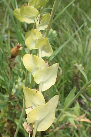 Cerinthe minor \ Kleine Wachsblume / Lesser Honeywort, A Weiden am Neusiedler See 11.7.2023