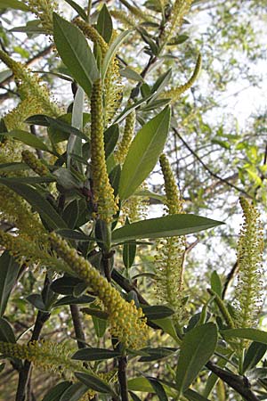 Salix triandra / Almond Willow, A Bregenz 21.4.2007