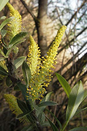 Salix triandra \ Mandel-Weide, A Bregenz 21.4.2007