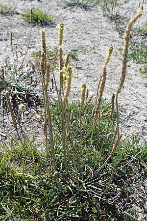 Plantago maritima \ Strand-Wegerich / Sea Plantain, A Seewinkel, Apetlon 23.9.2022