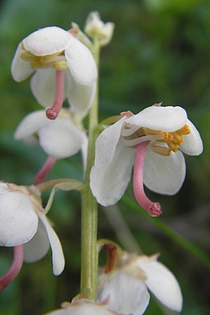 Pyrola rotundifolia / Round-Leaved Wintergreen, A Hahntennjoch 16.7.2010