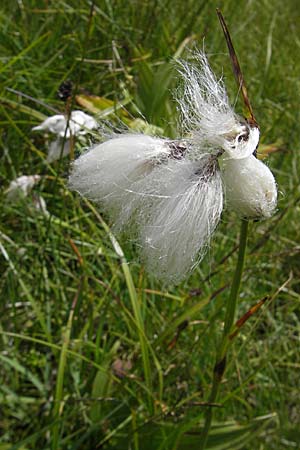 Eriophorum angustifolium \ Schmalblttriges Wollgras, A Malta - Tal 19.7.2010