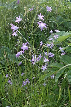 Campanula patula \ Wiesen-Glockenblume, A Gaal 27.6.2021