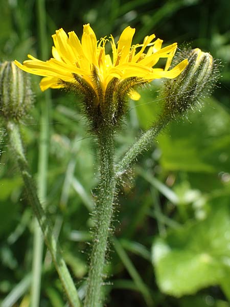 Willemetia stipitata \ Gestielter Kronen-Lattich, A Pusterwald 29.6.2021