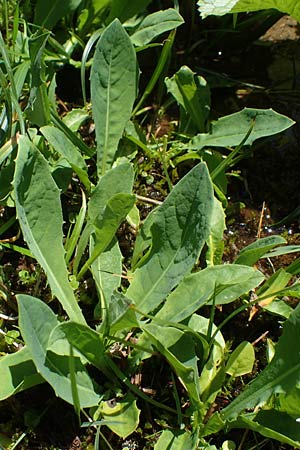 Willemetia stipitata \ Gestielter Kronen-Lattich, A Pusterwald 29.6.2021