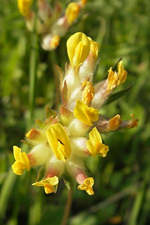 Anthyllis vulneraria subsp. alpestris \ Alpen-Wundklee / Alpine Kidney Vetch, A Kärnten/Carinthia, Hochobir 1.7.2010