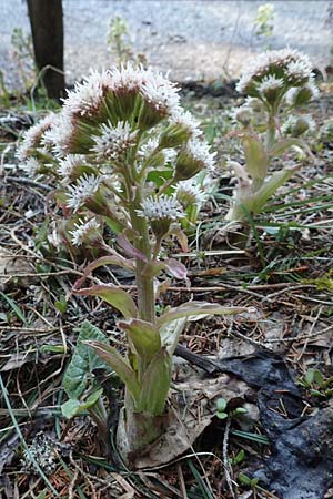 Petasites albus / White Butterbur, A Namlos 1.5.2019