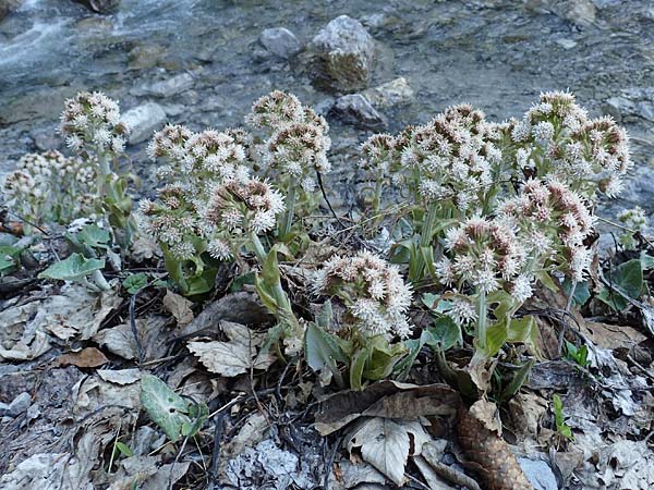 Petasites albus / White Butterbur, A Namlos 1.5.2019