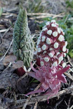 Petasites albus \ Weie Pestwurz / White Butterbur, A Namlos 1.5.2019