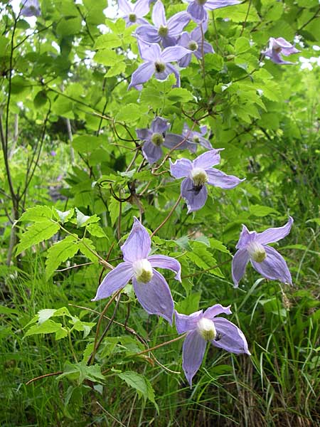 Clematis alpina \ Alpenrebe, Alpen-Waldrebe / Alpine Clematis, A Malta - Tal / Valley 7.6.2008