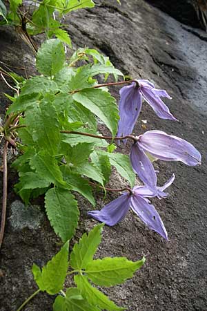 Clematis alpina \ Alpenrebe, Alpen-Waldrebe, A Malta - Tal 7.6.2008