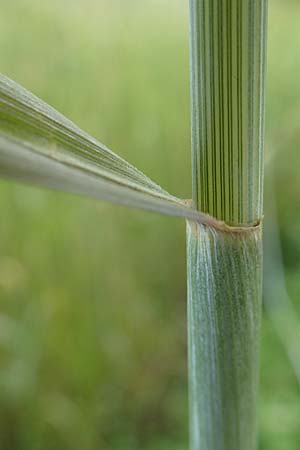 Secale cereale var. multicaule \ Waldstauden-Korn, Johannis-Roggen / Wild Rye, A Maria Luggau 12.7.2019